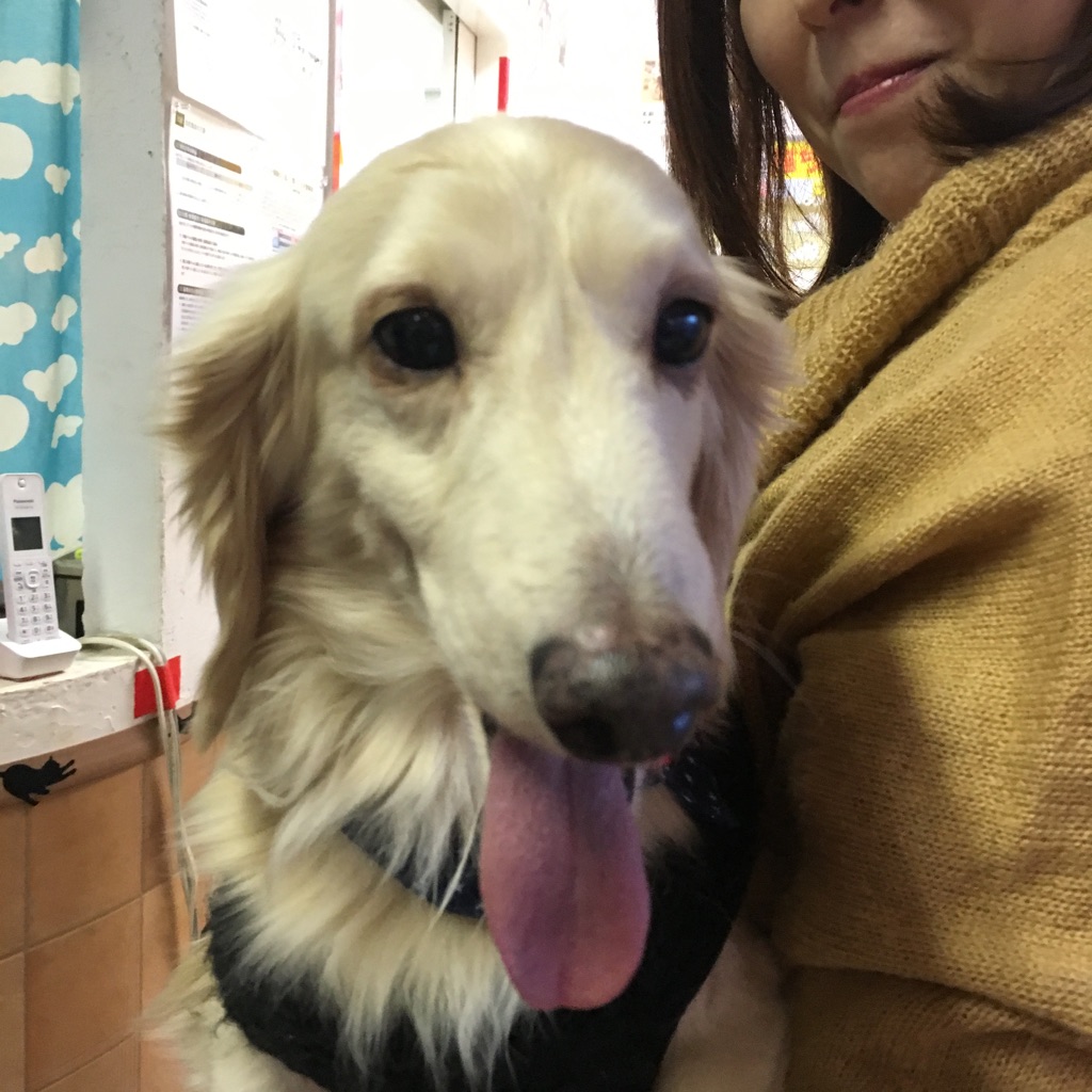 【今日の里帰りワンコ🐶パグの聆麿くん💕、Mダックスのセセちゃん💕、チワワのヘナちゃん💕】
